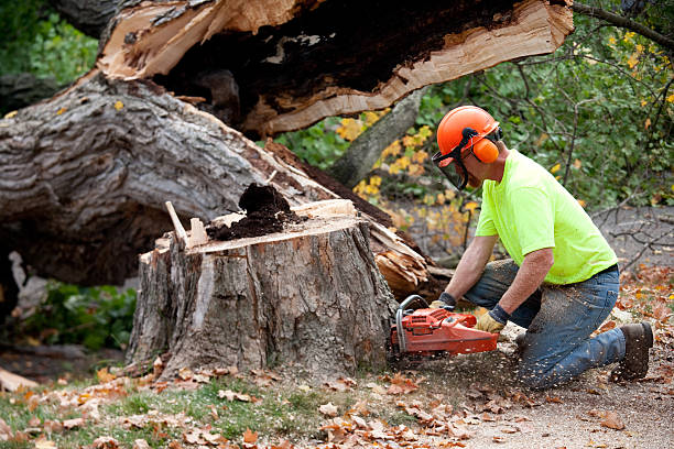 Best Stump Grinding and Removal  in Brooklyn, NY